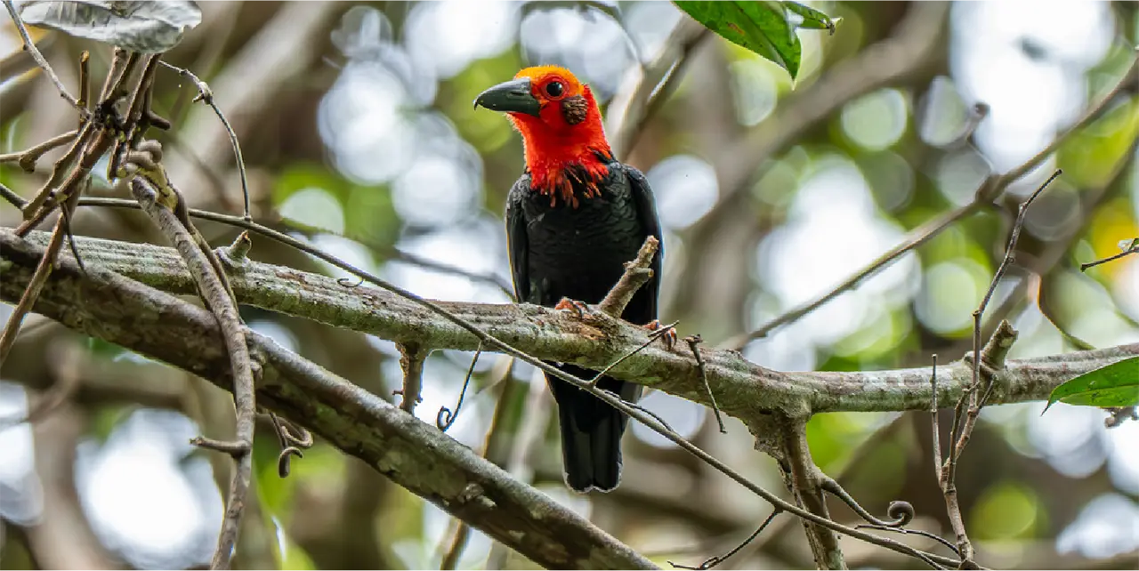 Colorful Bornean bird photographed in the rainforest