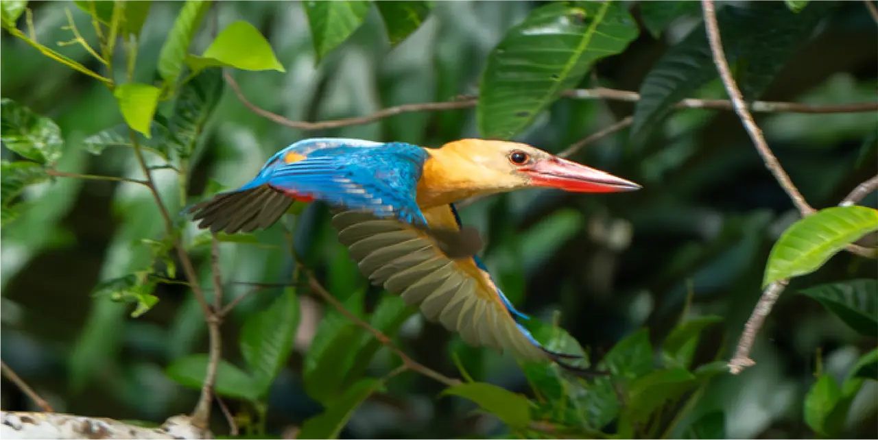 Bornean wildlife in its rainforest habitat