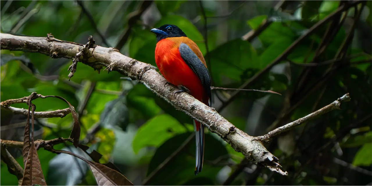 Tropical bird photographed in Borneo