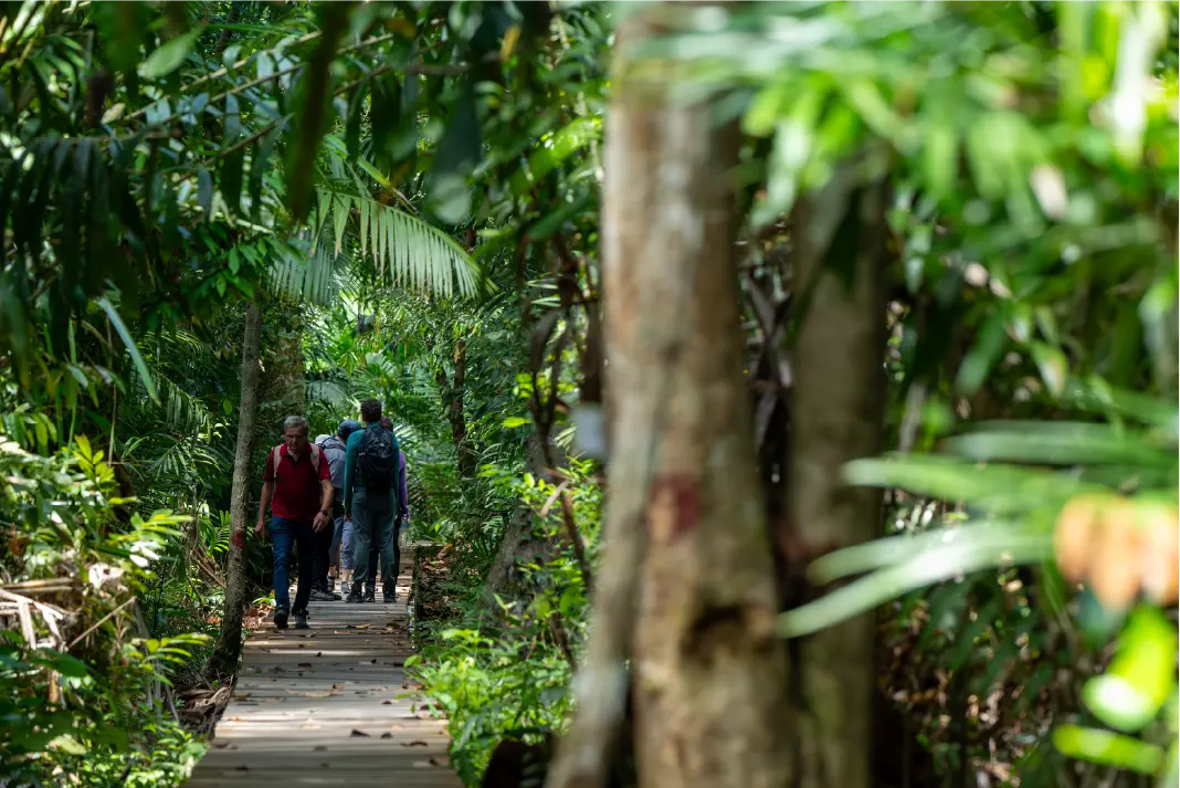 Guided rainforest nature experience