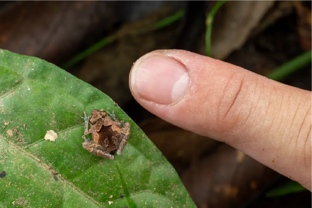 Borneo biodiversity and nature