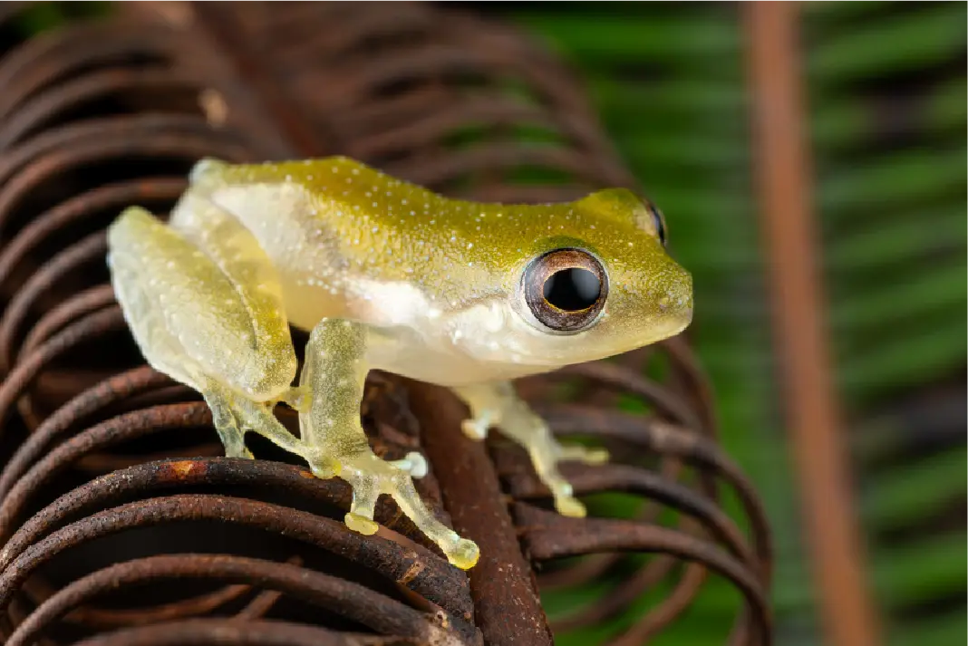 Rainforest species of Borneo