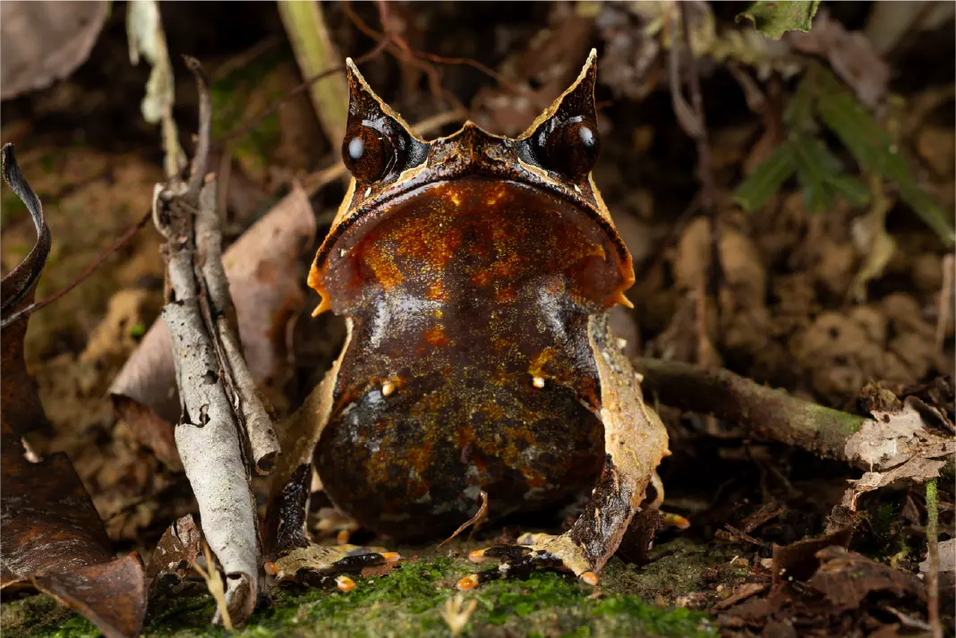 Wildlife encountered in the rainforest