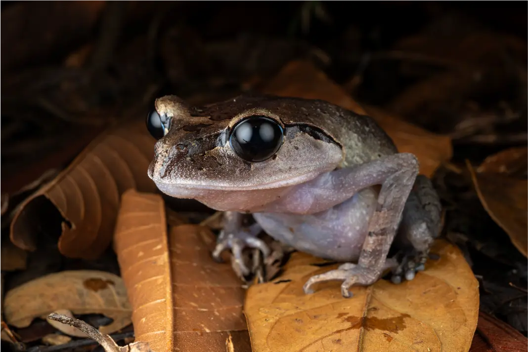 Borneo nature and wildlife photography