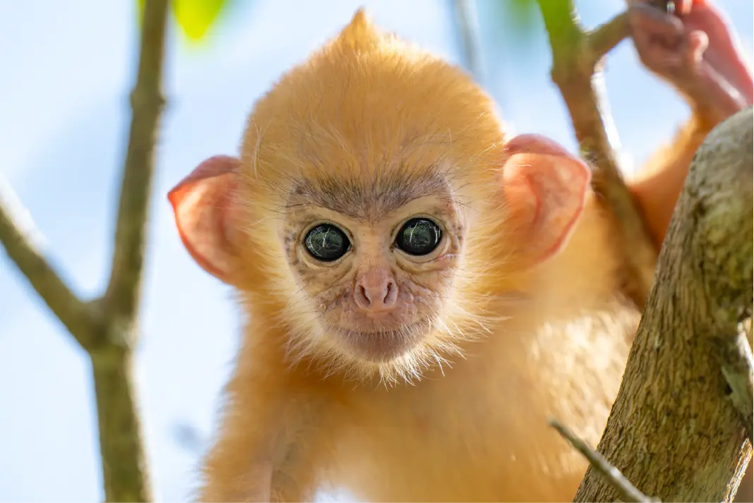 Borneo wildlife and rainforest scene