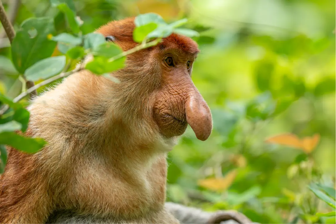 Borneo wildlife photographed by Bruce