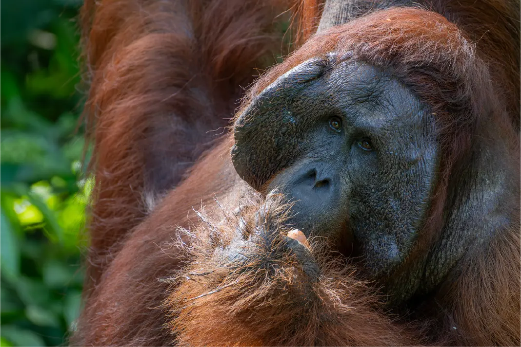 Close-up of Borneo rainforest wildlife