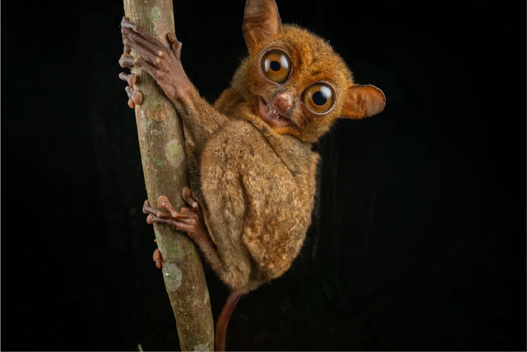 Wildlife in its natural Borneo habitat