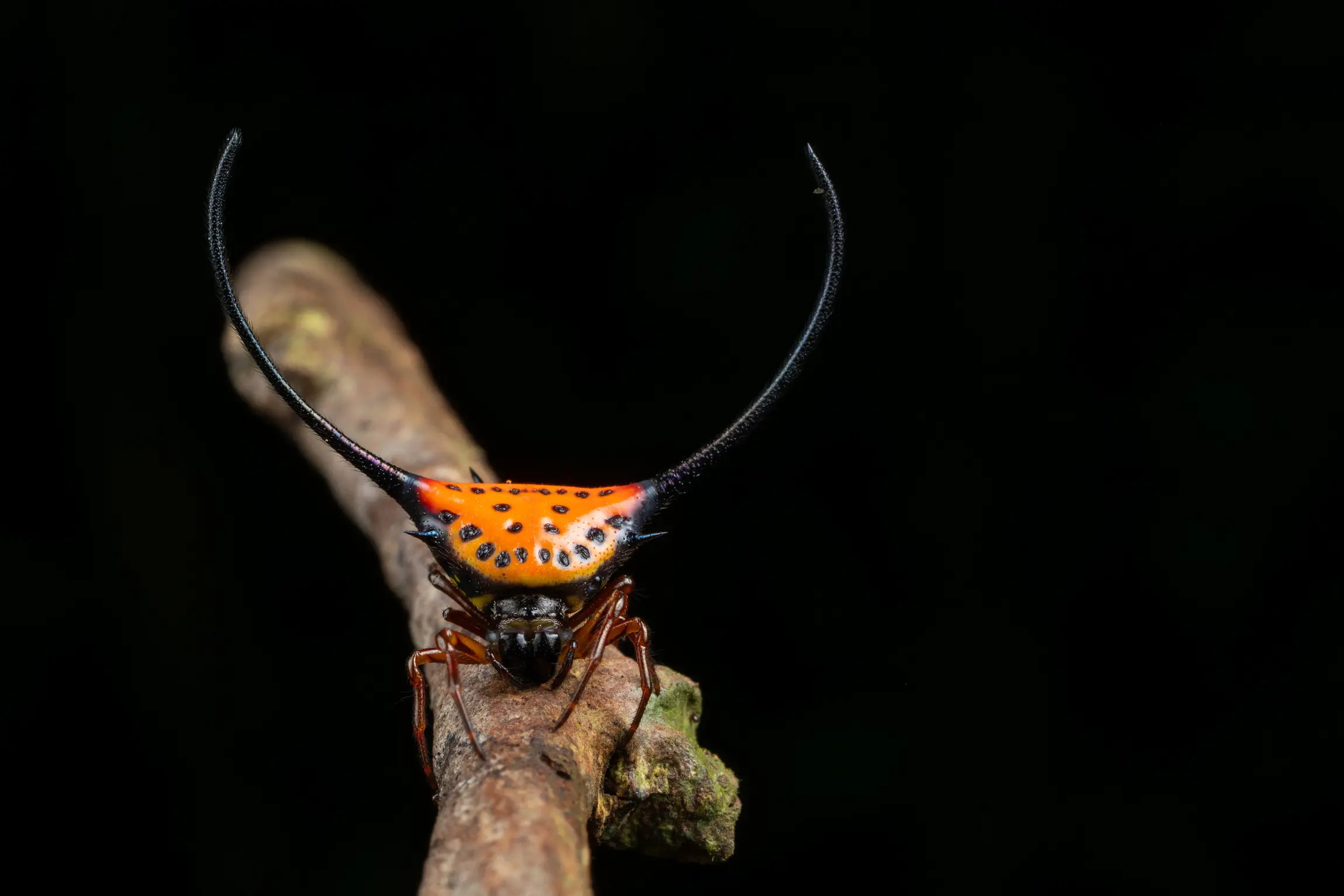 Long-horned orb-weaver spider photographed in Borneo