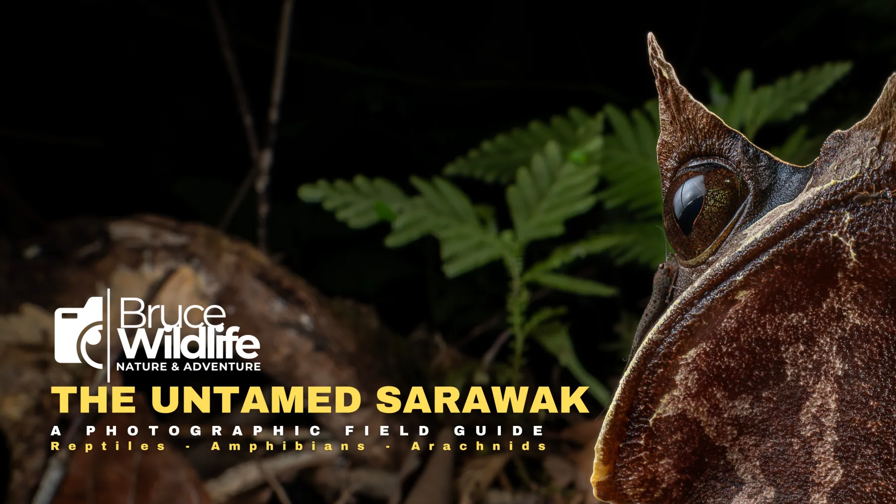 The Untamed Sarawak book cover
