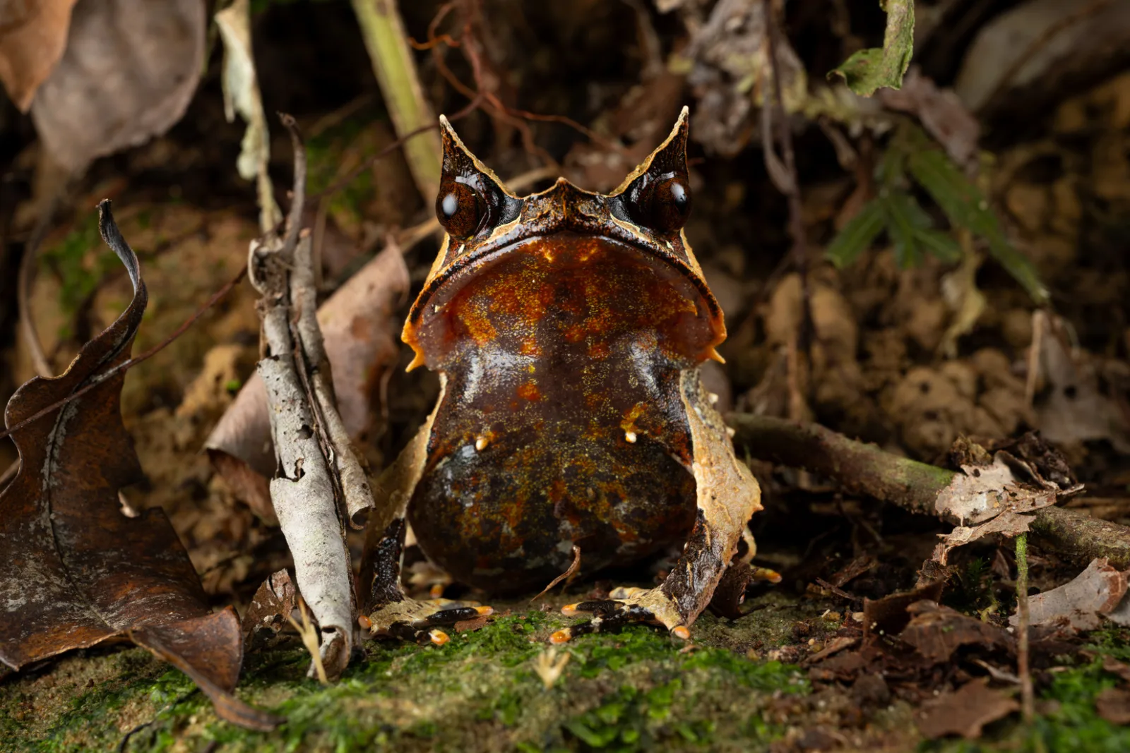 Bruce photographing rainforest wildlife at night