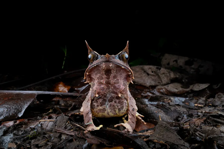 Horned frog on the rainforest floor