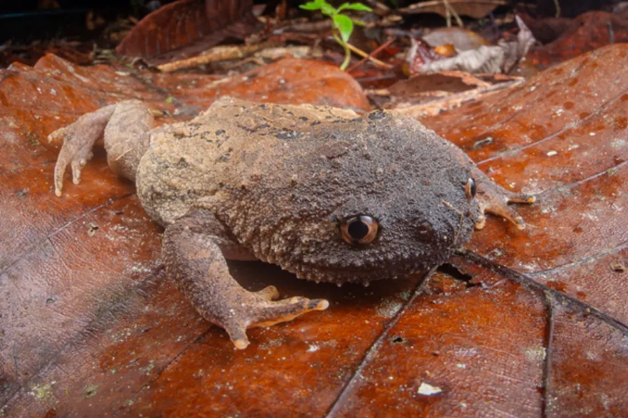 Small rainforest amphibian