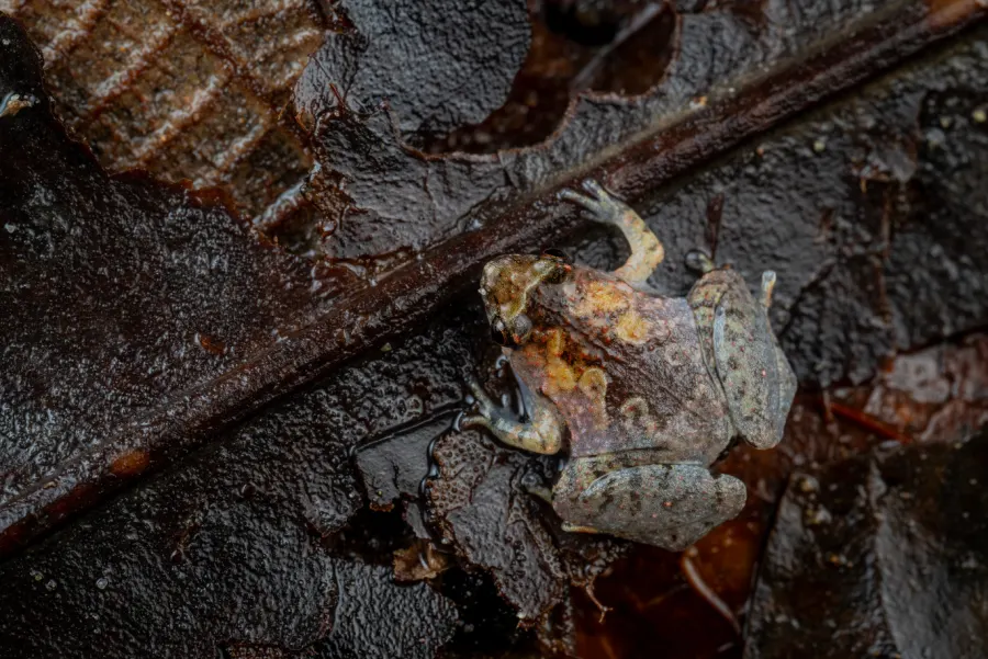 Green rainforest lizard