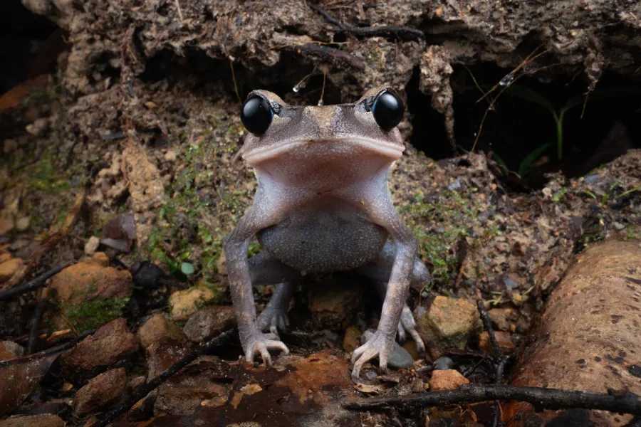 Tree frog on a branch
