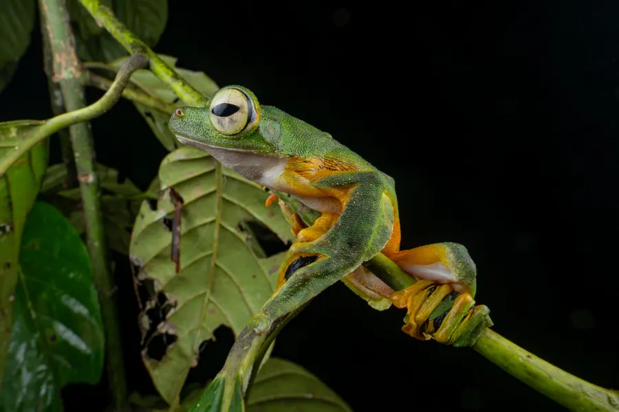 Small amphibian on a green leaf