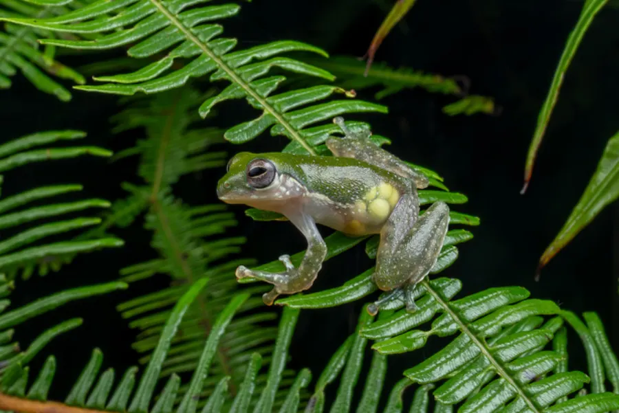 Transparent frog on a fern
