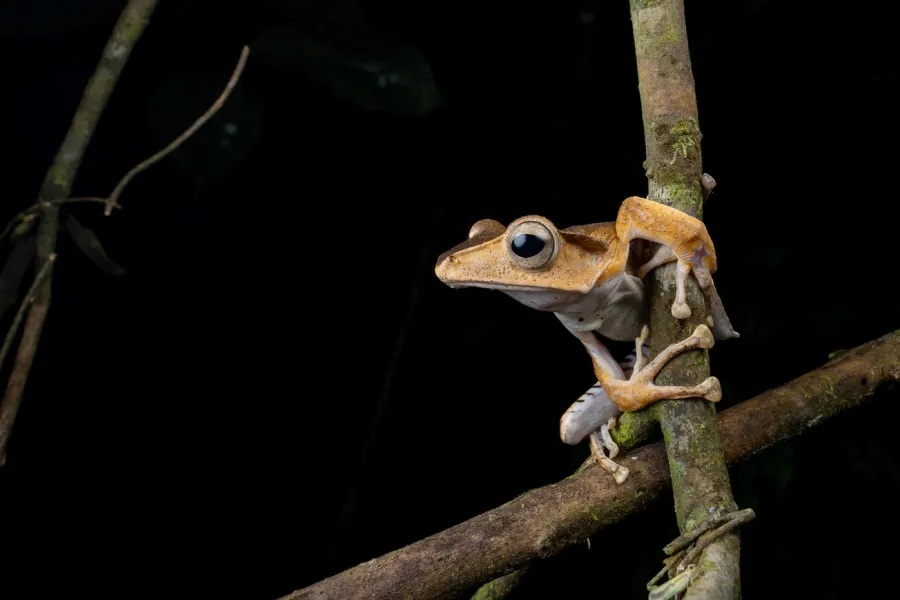 Camouflaged rainforest frog