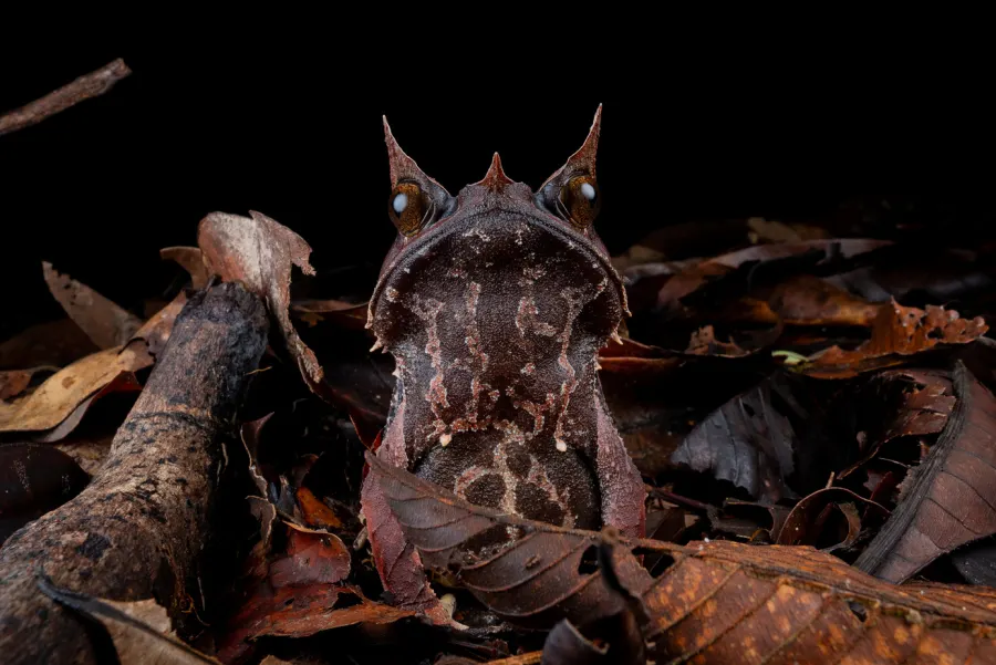 Frog resting on leaf litter