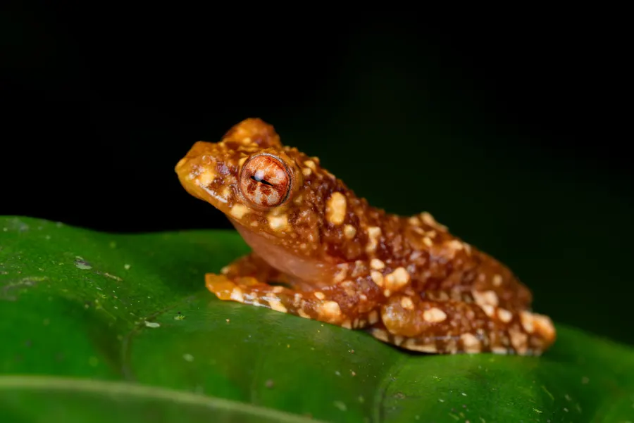 Lizard on a leaf