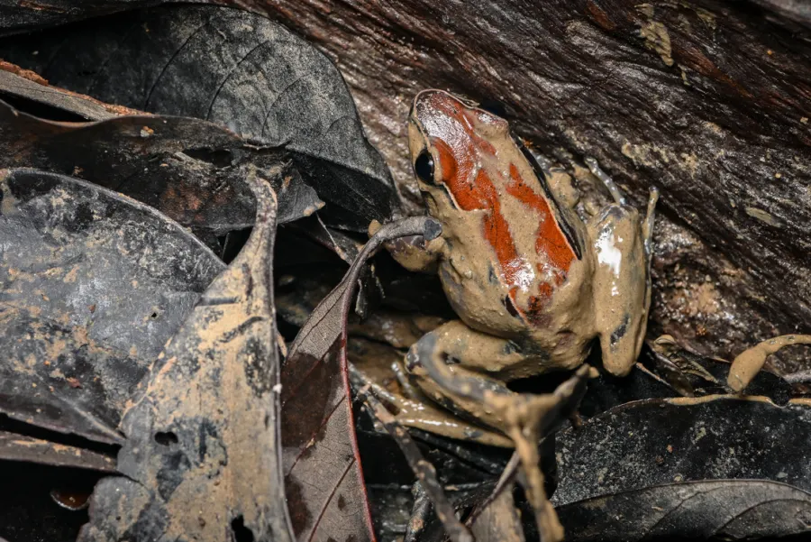 Rainforest frog portrait