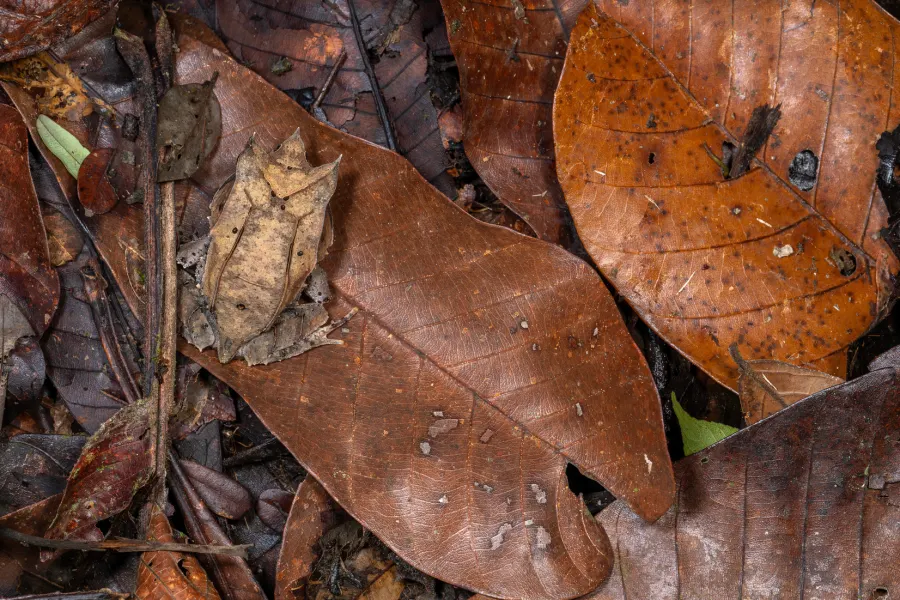 Small rainforest frog close-up