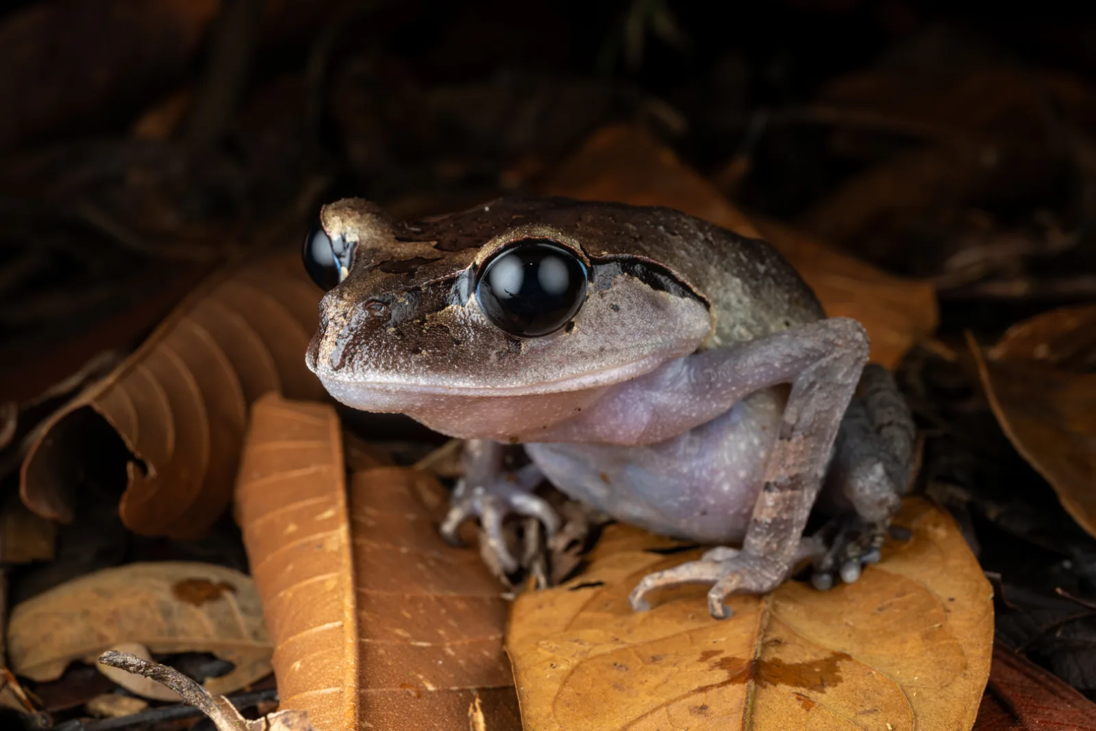 Bornean horned frog portrait