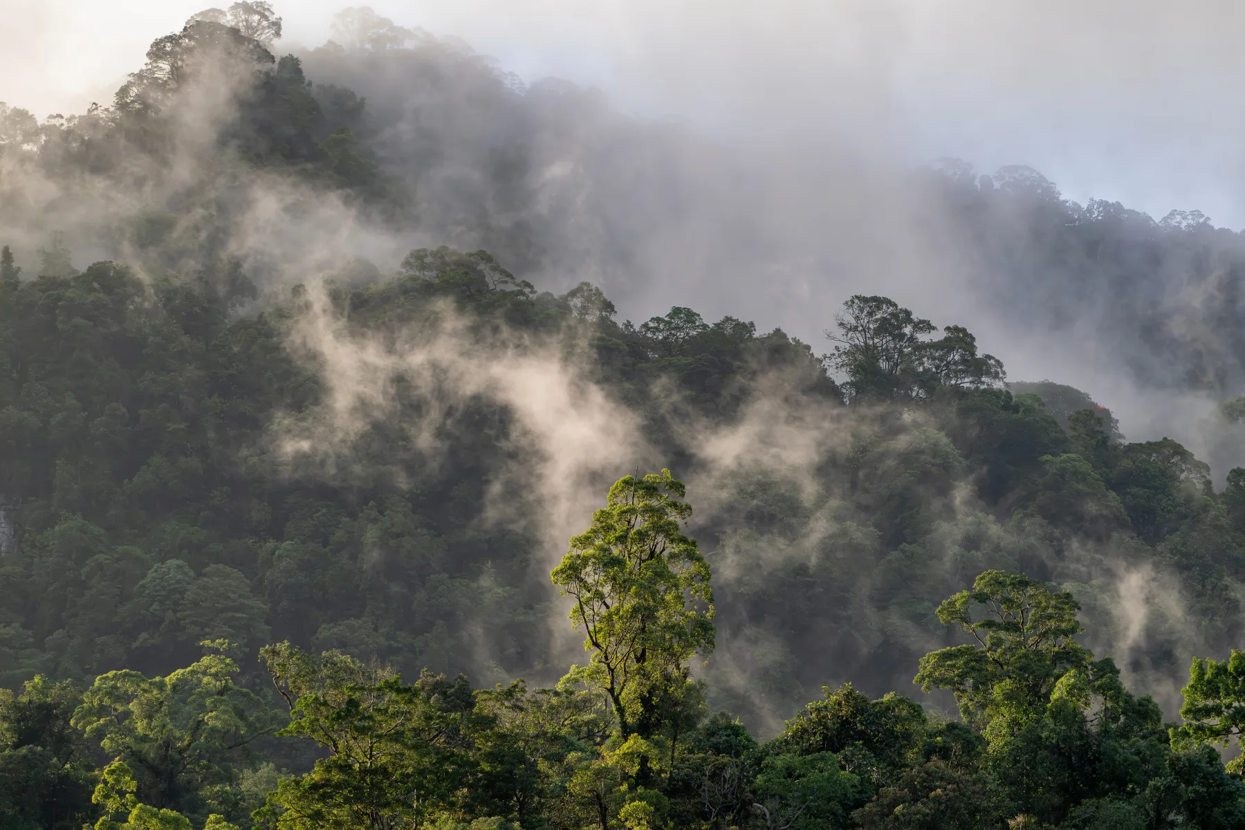 Misty Sarawak rainforest