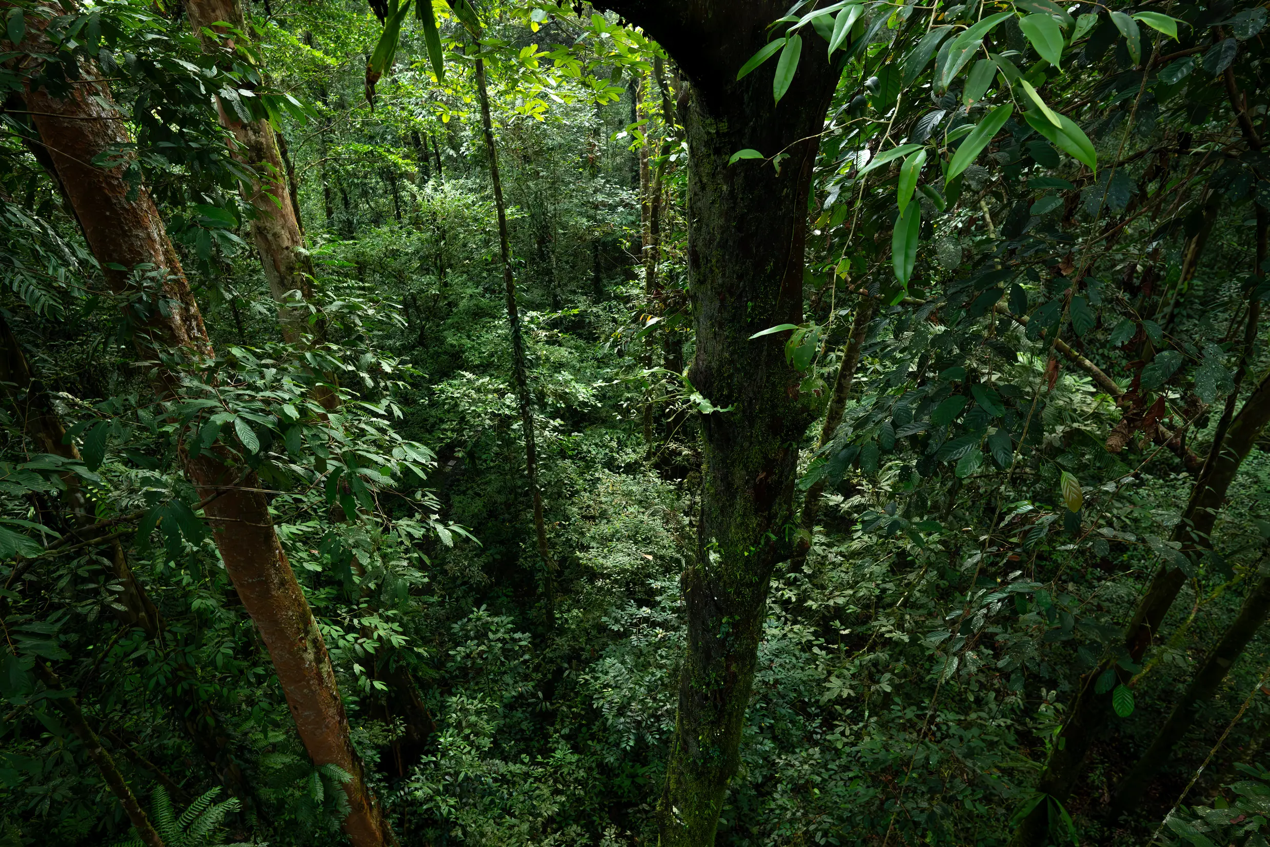 Dense tropical rainforest in Borneo
