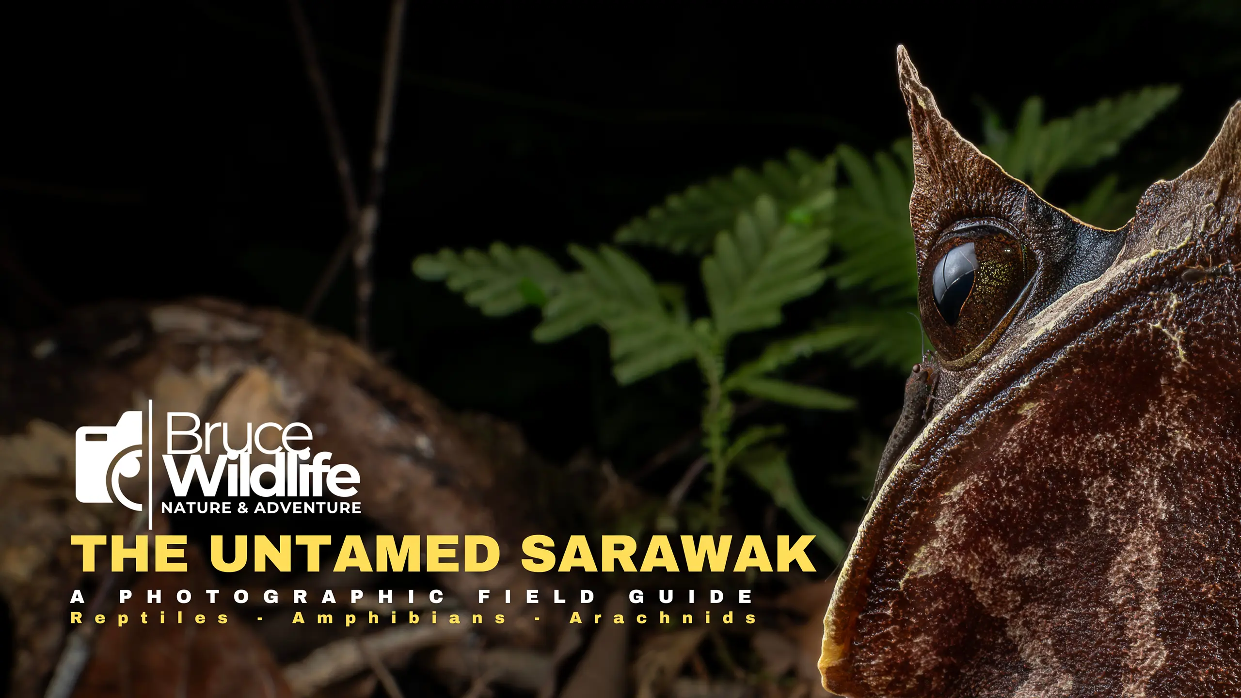 The Untamed Sarawak photographic field guide featuring a Bornean horned frog