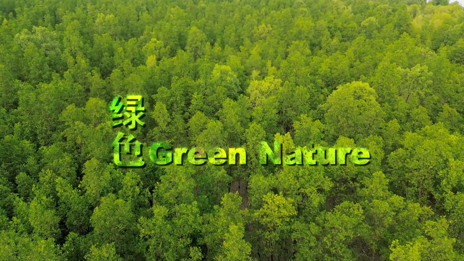 Rainforest Wildlife Story