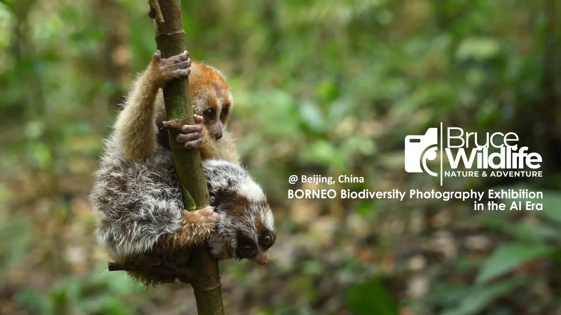 Borneo Field Journey