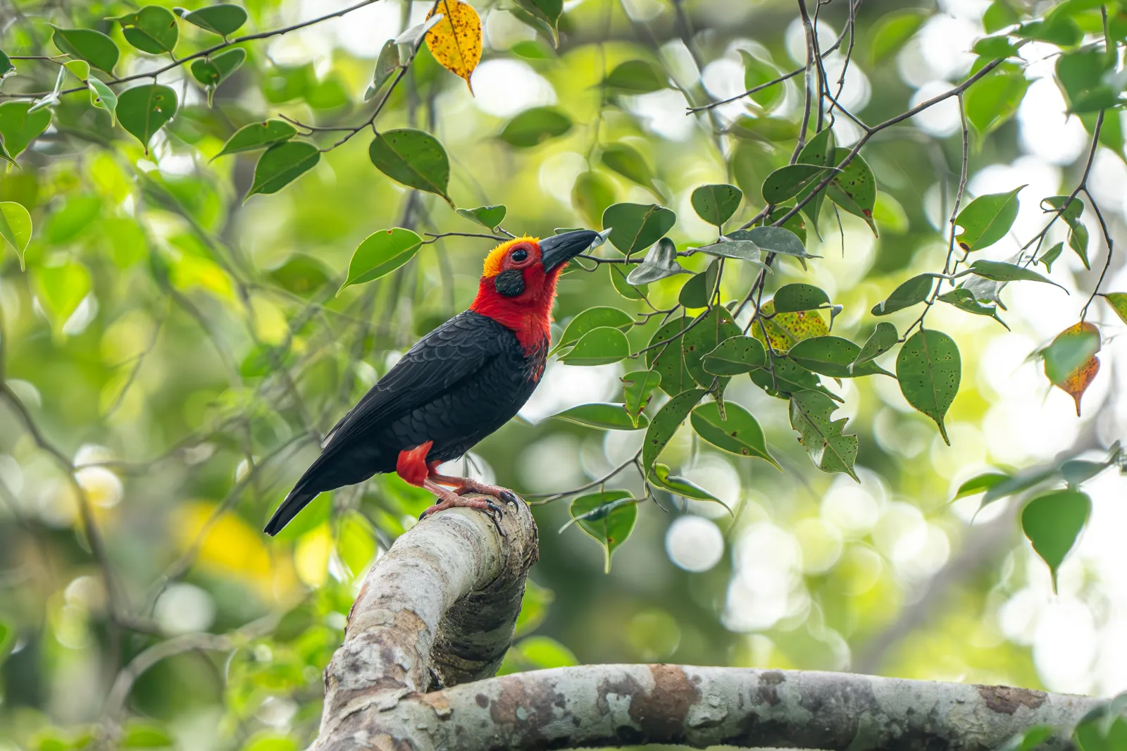 Borneo Bristlehead