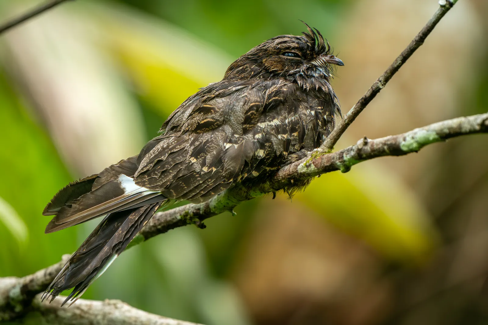 Large-tailed Nightjar