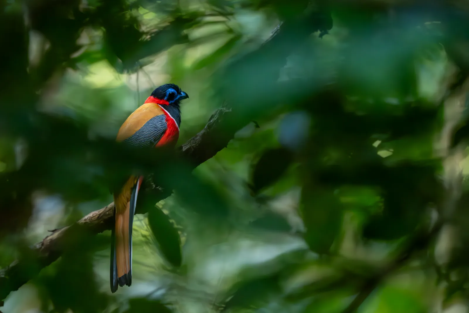 Scarlet-rumped Trogon