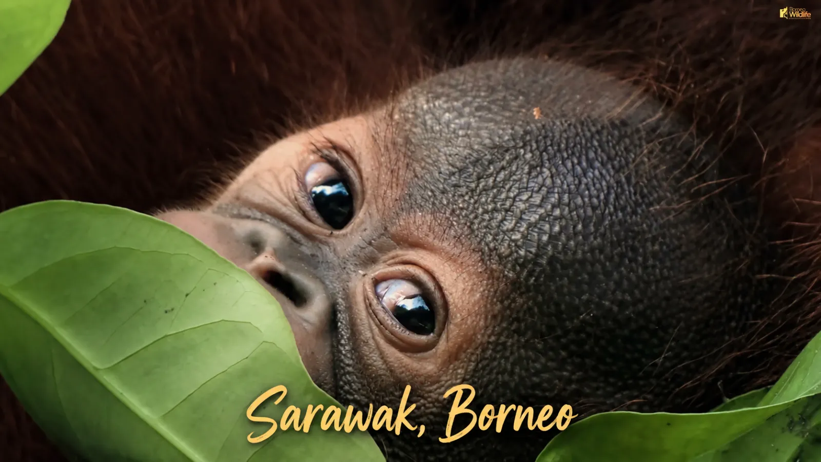 Sarawak, Borneo